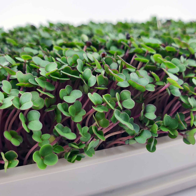 Microgreen Röd Rysk Grönkål