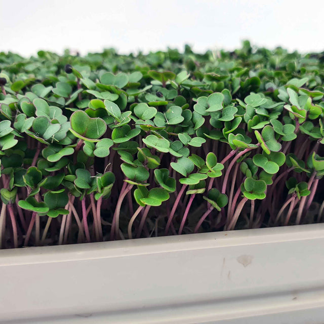 Microgreen Röd Rysk Grönkål