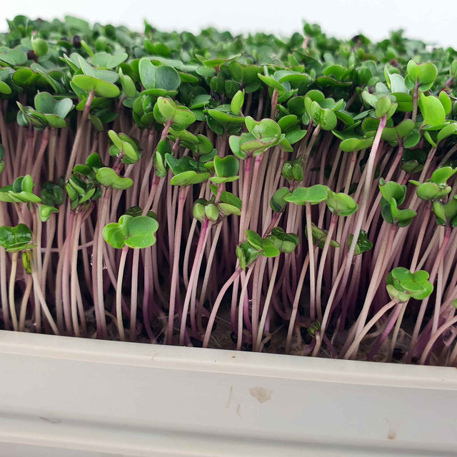 Microgreen Röd Rysk Grönkål