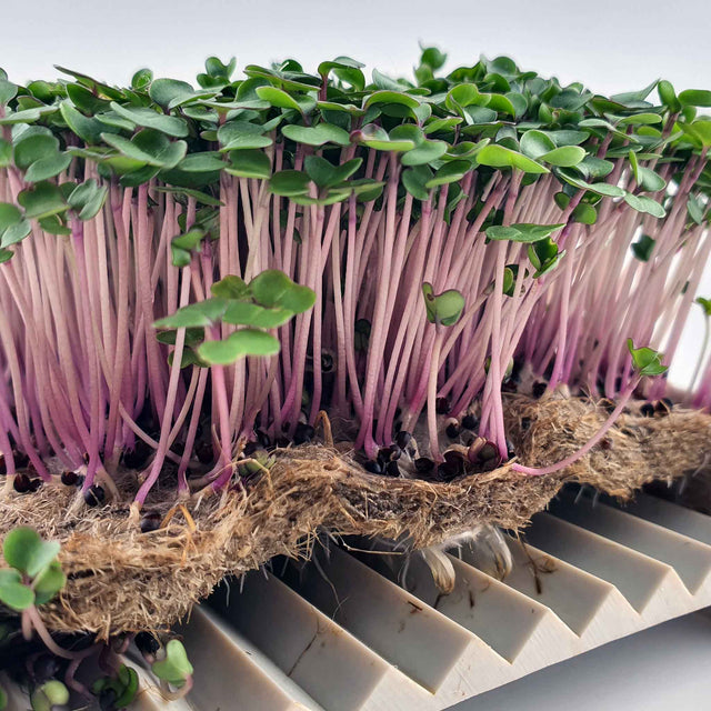 Microgreen Röd Rysk Grönkål