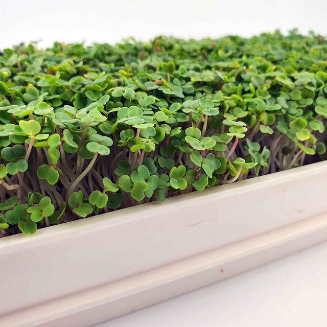 Microgreen - Rocket / Arugula (CONVENTIONAL)