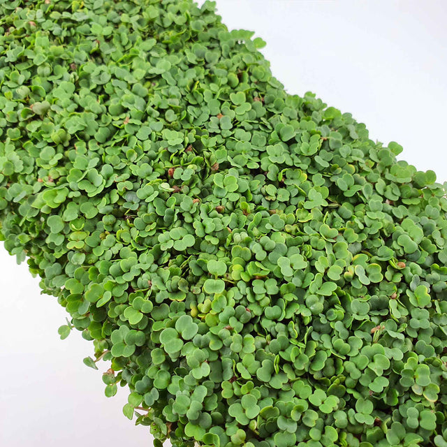 Microgreen - Rocket / Arugula (CONVENTIONAL)