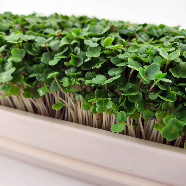 Microgreen - Rucola / Arugula (CONVENTIONAL)