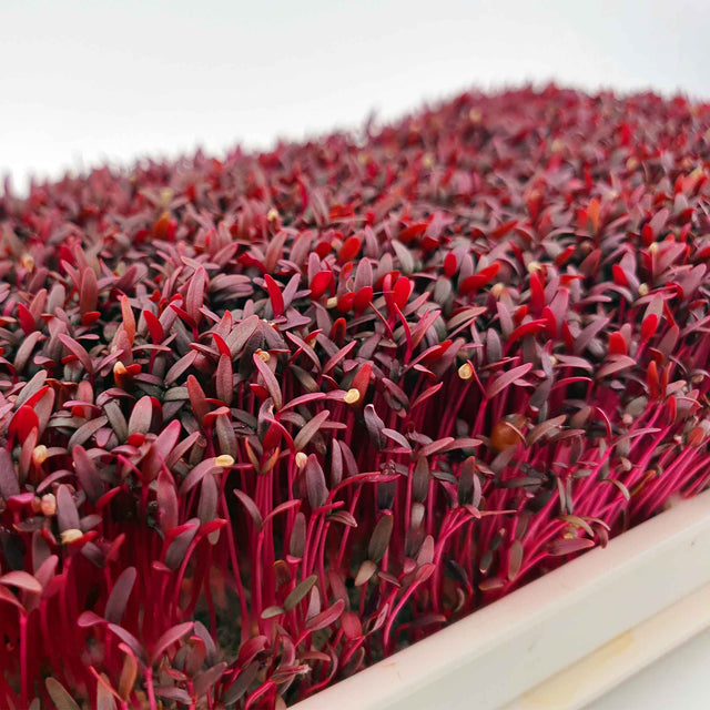 Microgreen Red Amaranth (CONVENTIONAL)