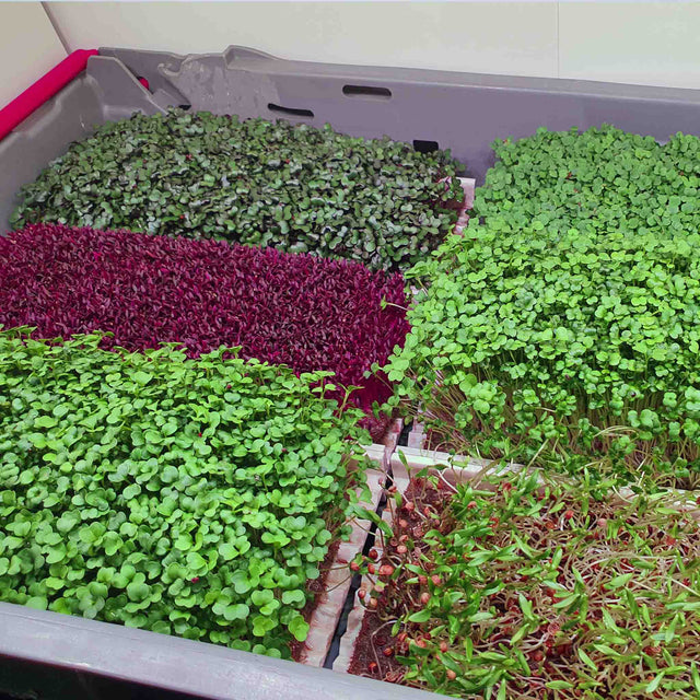 Microgreen Red Amaranth (CONVENTIONAL)