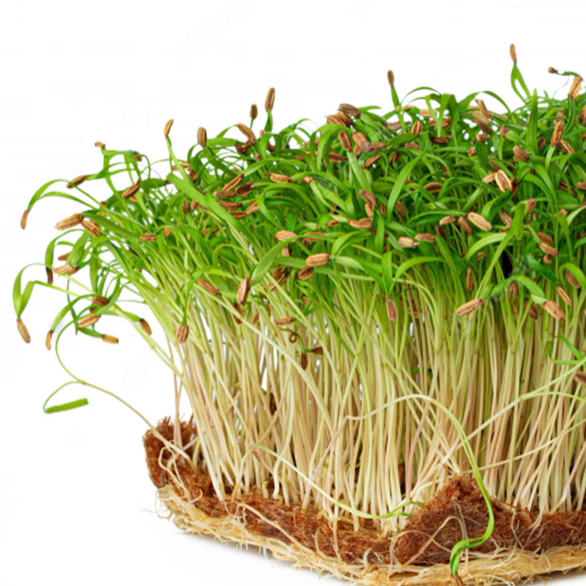 Microgreen - Fennel (CONVENTIONAL) – Nordamark