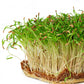 Microgreen -  Fennel (CONVENTIONAL)