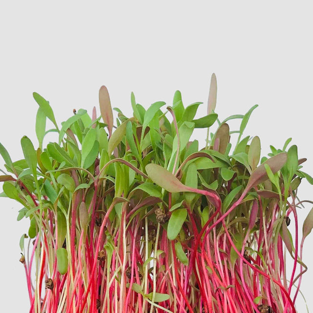 Microgreen - Mangold Röd (KONVENTIONELL)