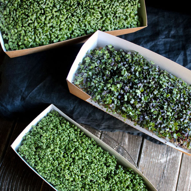 Packaging - Restaurant Carton for live microgreens