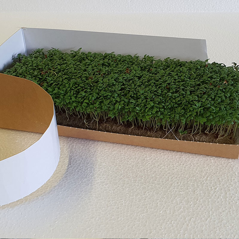 Packaging - Restaurant Carton for live microgreens