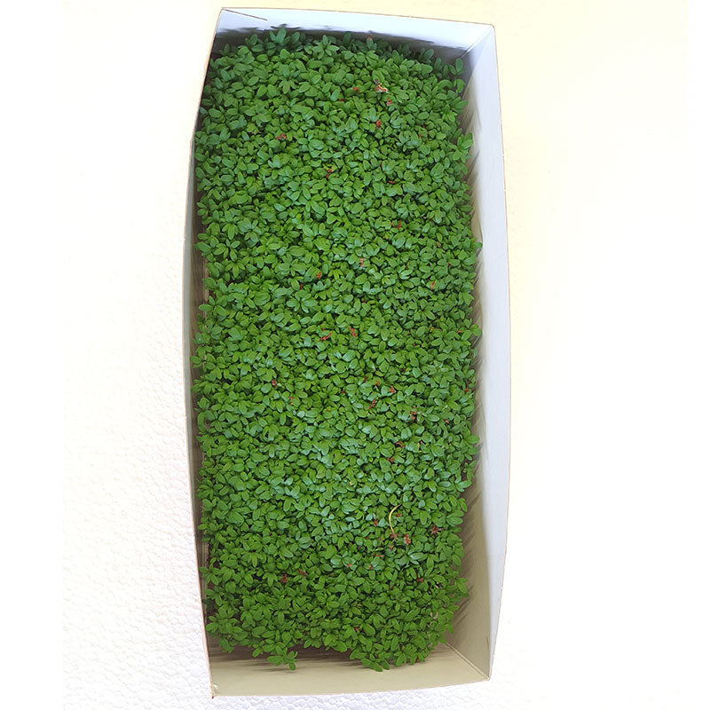 Packaging - Restaurant Carton for live microgreens