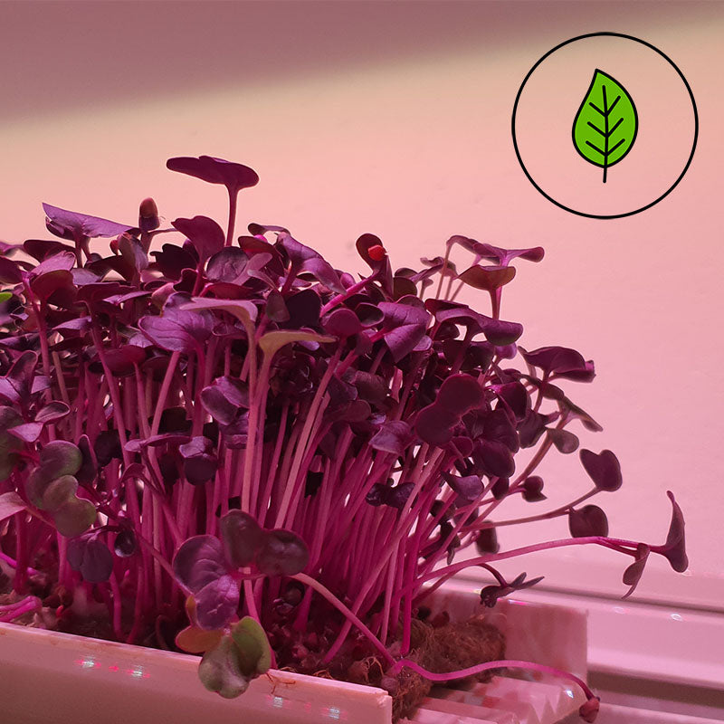 Microgreen - Radish Sango (Organic)