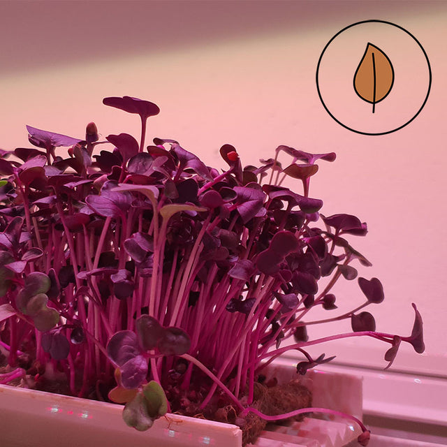 Microgreen - Rädisa Sango (konventionell)