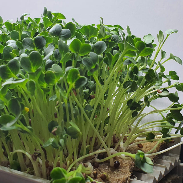 Microgreen - Radish Daikon (CONVENTIONAL)