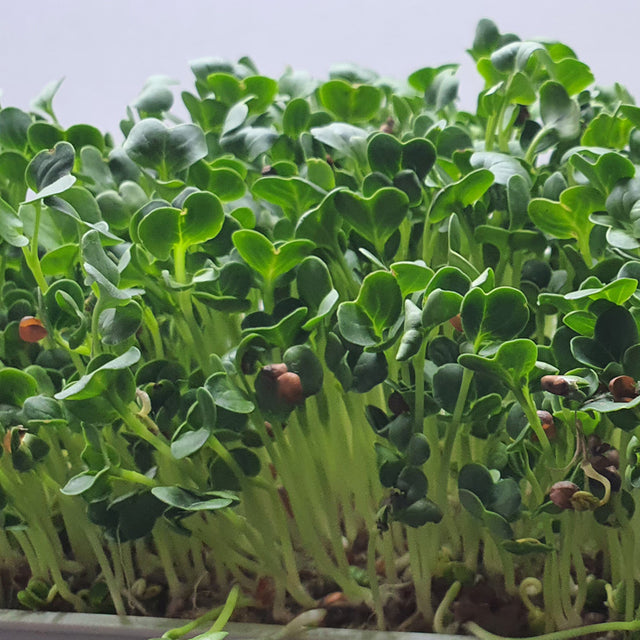 Microgreen - Rädisa Daikon (ekologisk)