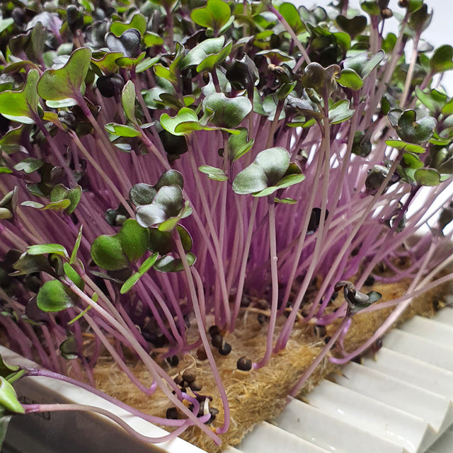 Microgreen -  Red Cabbage (CONVENTIONAL)