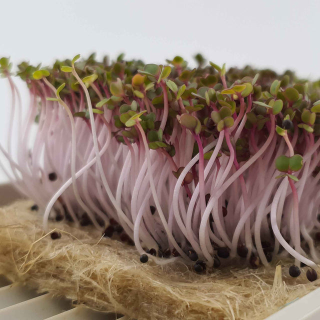 Microgreen Red Russian Kale