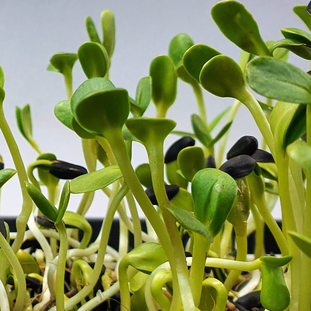 Microgreen - Solros (KONVENTIONELL)