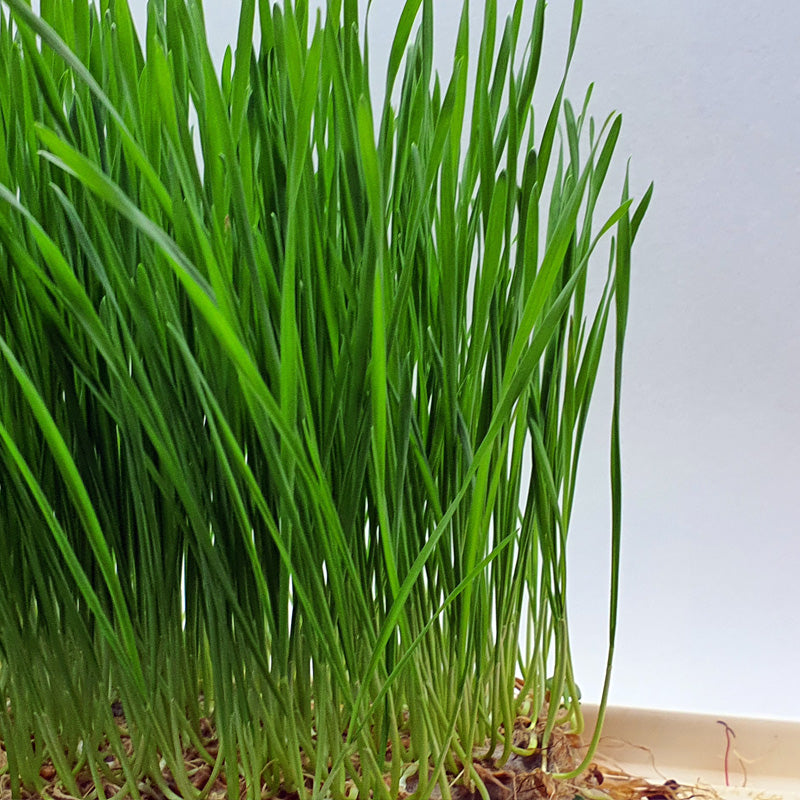 Microgreen - Wheatgrass (CONVENTIONAL)