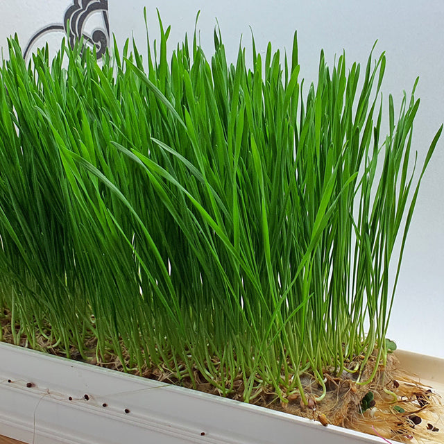 Microgreen - Vetegräs (konventionellt)