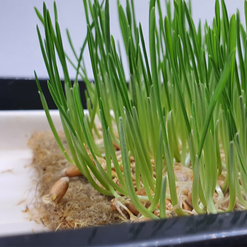 Microgreen - Wheatgrass (CONVENTIONAL)