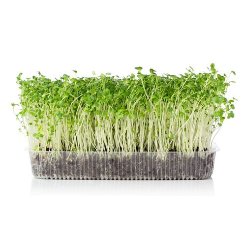 Microgreen - Alfalfa (KONVENTIONELL)