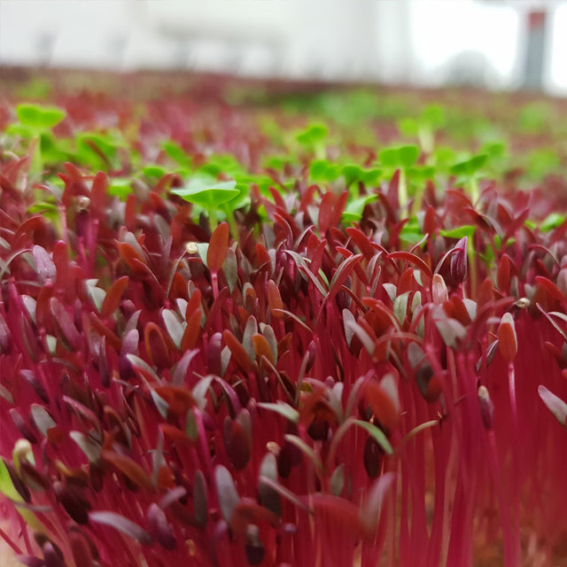 Microgreen Red Amaranth (CONVENTIONAL)