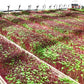 Microgreen Red Amaranth (CONVENTIONAL)