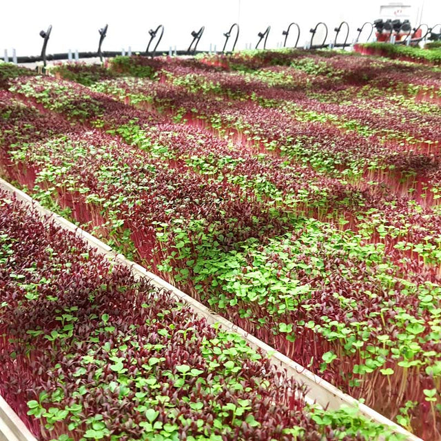 Microgreen Red Amaranth (konventionell)