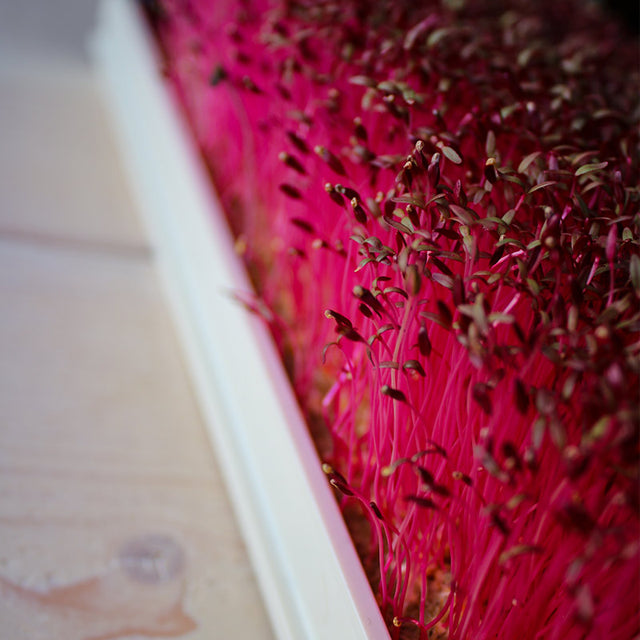 Microgreen Red Amaranth (konventionell)