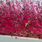 Microgreen Red Amaranth (CONVENTIONAL)