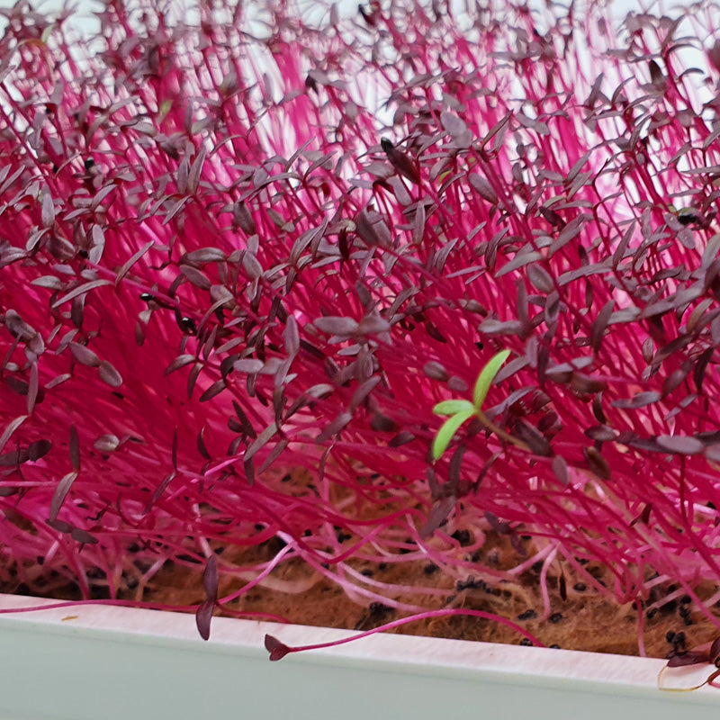 Microgreen Red Amaranth (CONVENTIONAL)