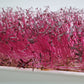 Microgreen Red Amaranth (CONVENTIONAL)