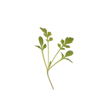 Microgreen - krasse (CONVENTIONELL)