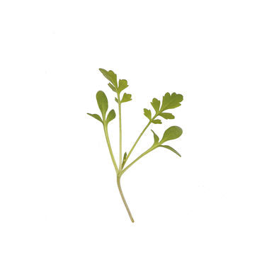Microgreen - Cress (CONVENTIONAL)