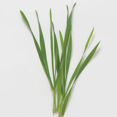 Microgreen - Wheatgrass (CONVENTIONAL)