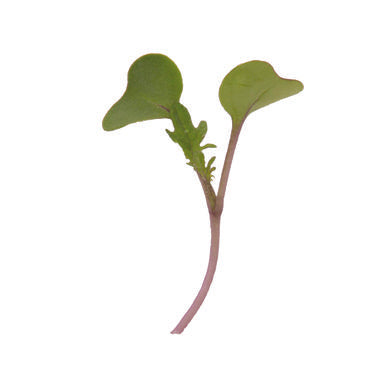 Microgreen Red Russian Kale