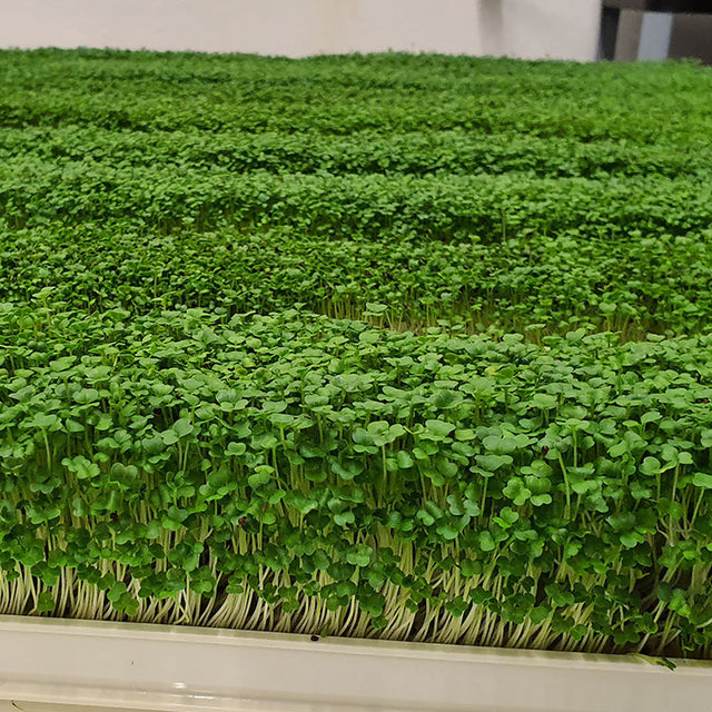 Microgreen - Rocket / Arugula (CONVENTIONAL)
