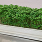 Microgreen - Mustard Black (ORGANIC)