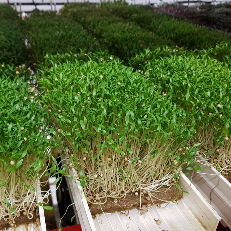 Microgreen - Coriander "Micro Splits" (ORGANIC)