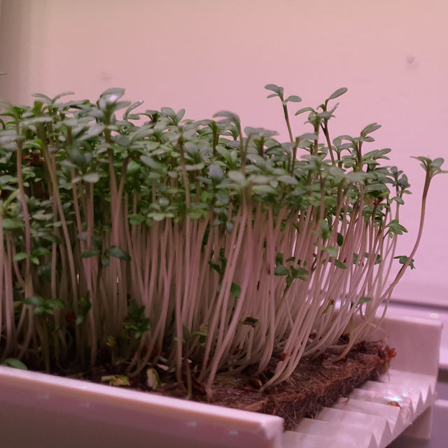 Microgreen - Cress (ORGANIC)