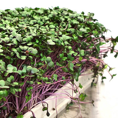 Microgreen -  Red Cabbage (CONVENTIONAL)