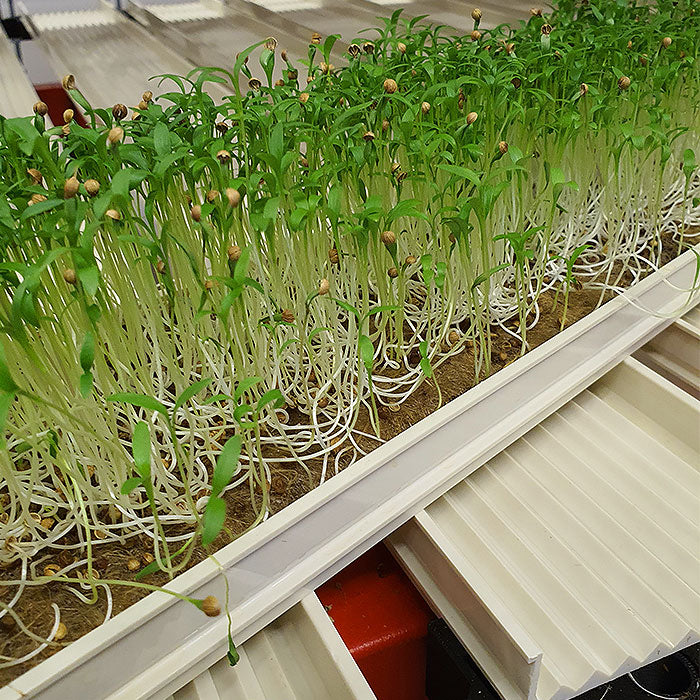 Microgreen - Coriander "Micro Splits" (CONVENTIONAL)
