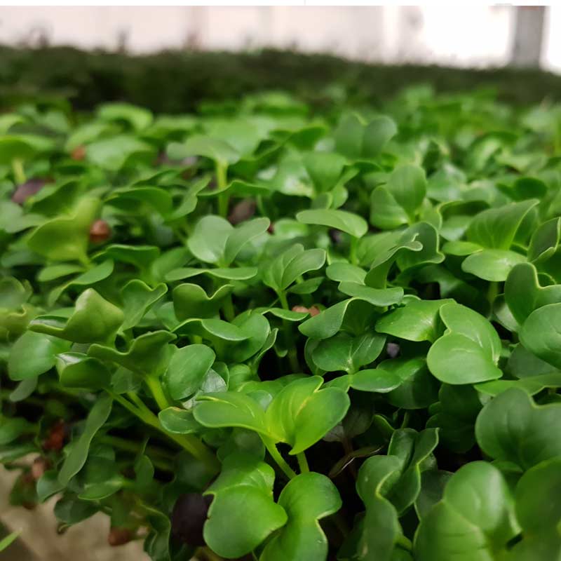 Microgreen - Radish Daikon (ORGANIC)