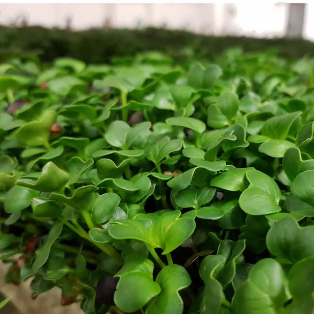Microgreen - Rädisa Daikon (ekologisk)
