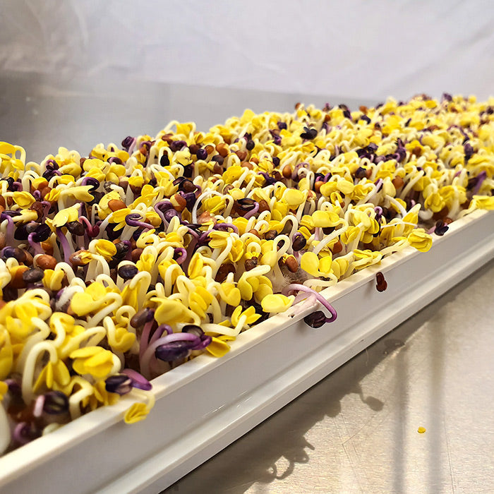 Microgreen - Radish Daikon (ORGANIC)