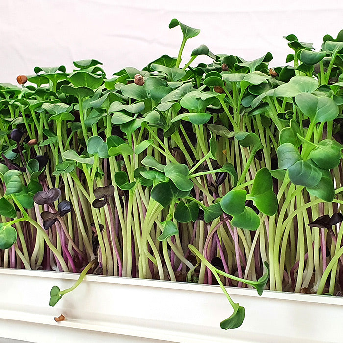 Microgreen - Radish Daikon (ORGANIC)