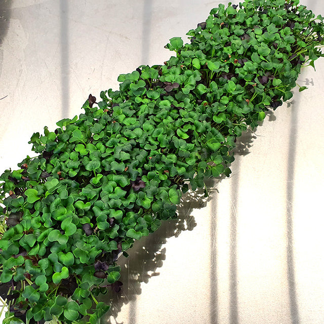 Microgreen - Radish Daikon (CONVENTIONAL)