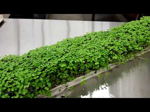 Hempfiber mat for microgreens - (Roll)