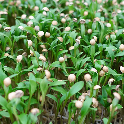 Microgreen - Koriander "Micro Splits" (CONVENTIONAL)